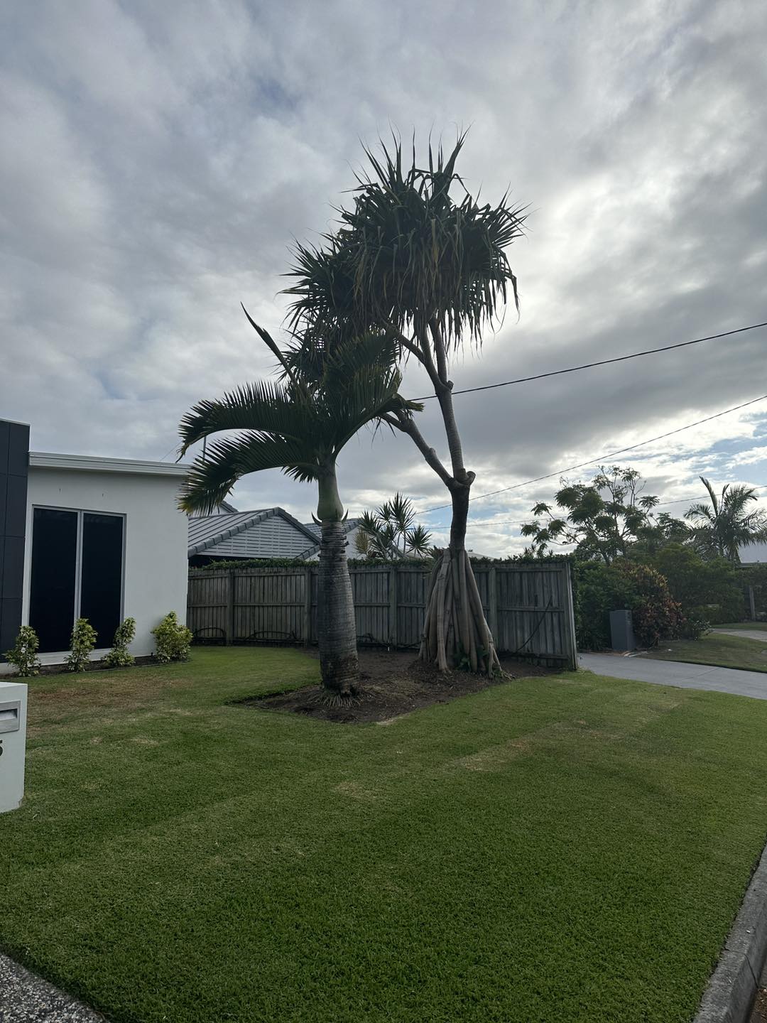 Tree Pruning 2 Branching Out Tree Services Tree Removal Sunshine